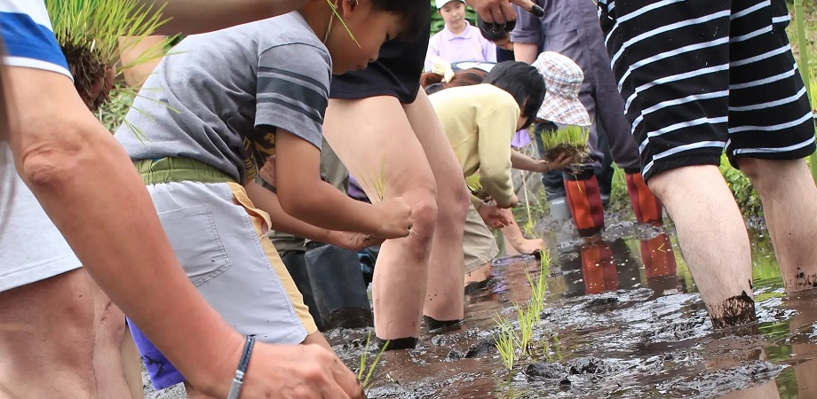 無農薬田んぼで、素足の田植え体験